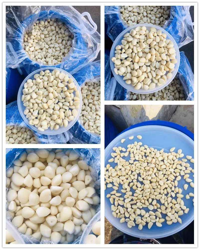 Salted white garlic cloves in salted water in drums