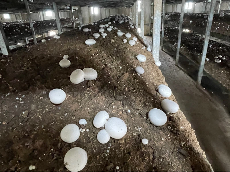 fresh white mushroom