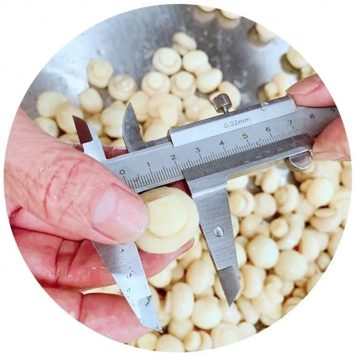 1.5-2.0 cm white champignon mushroom in brine in drums