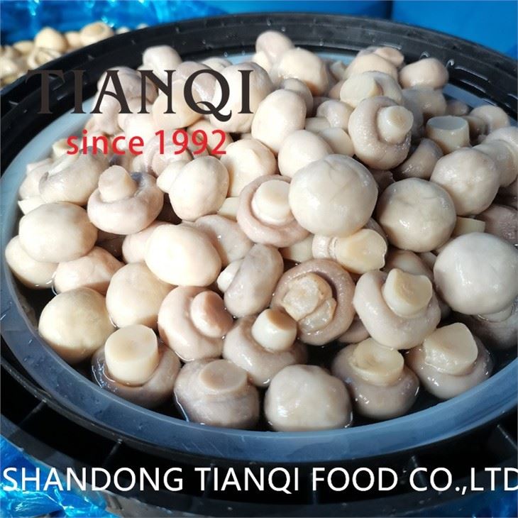 50KGS drum packing white button mushroom in salted water