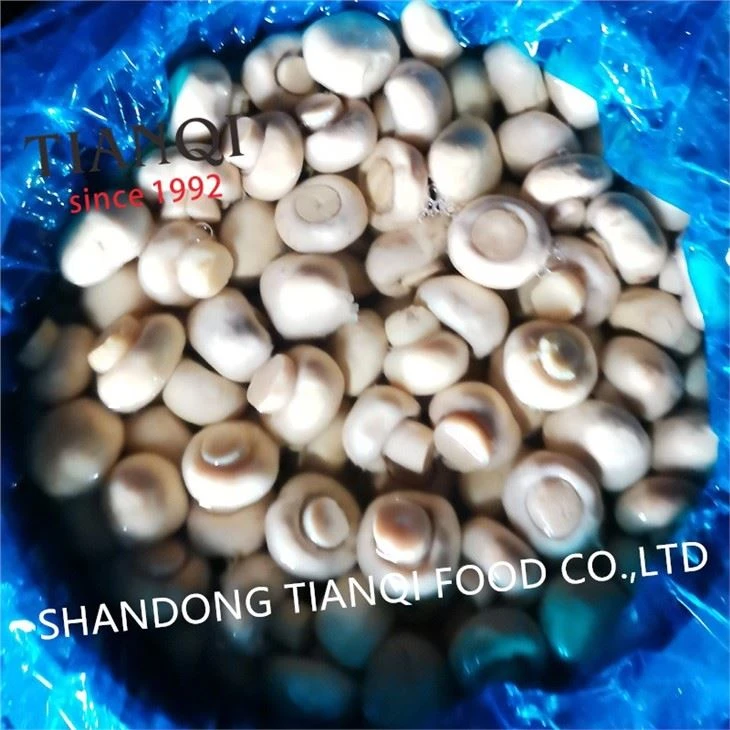 SHANDONG TIANQI MUSHROOM