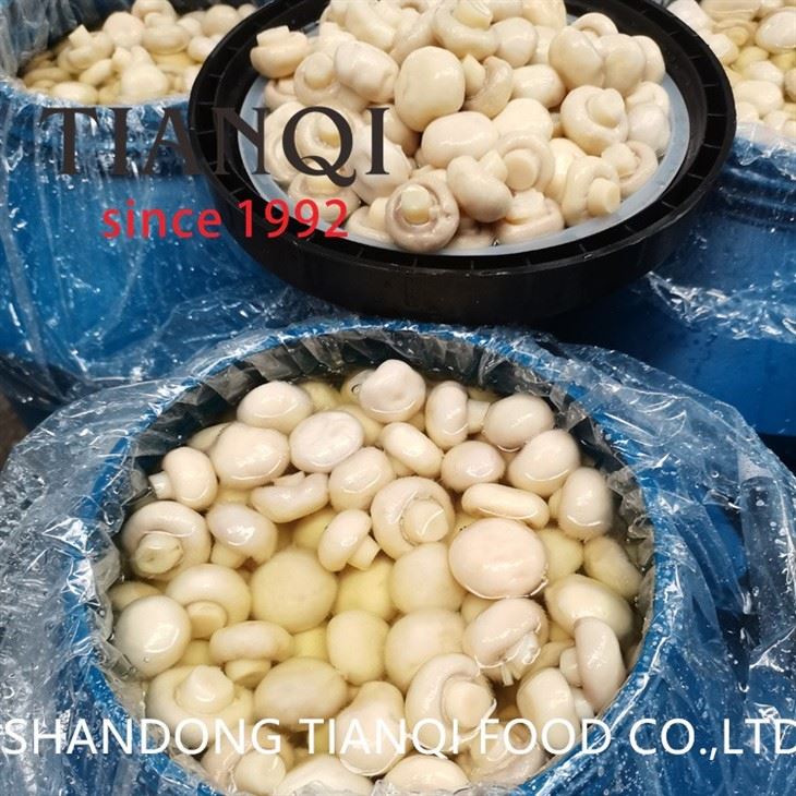 High Quality White Mushroom in Brine in Drums