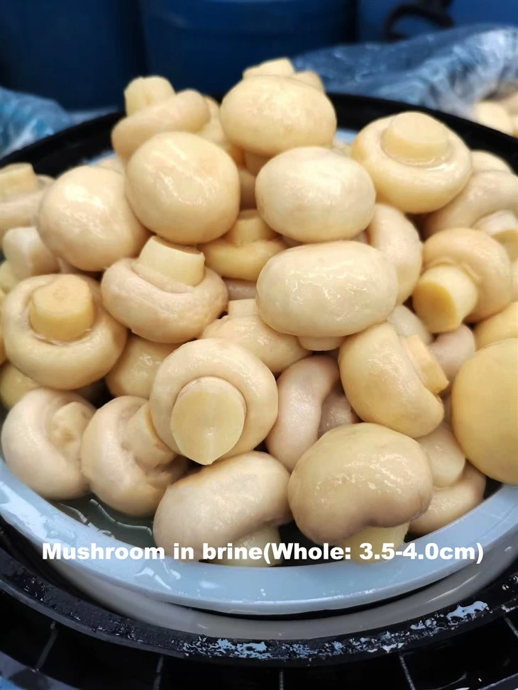 เห็ดหมักคุณภาพสูงในกลอง